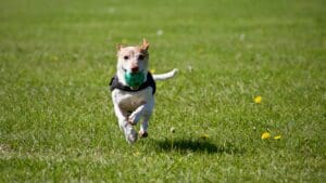 Keeping Your Dog Active When It’s Too Hot Outside