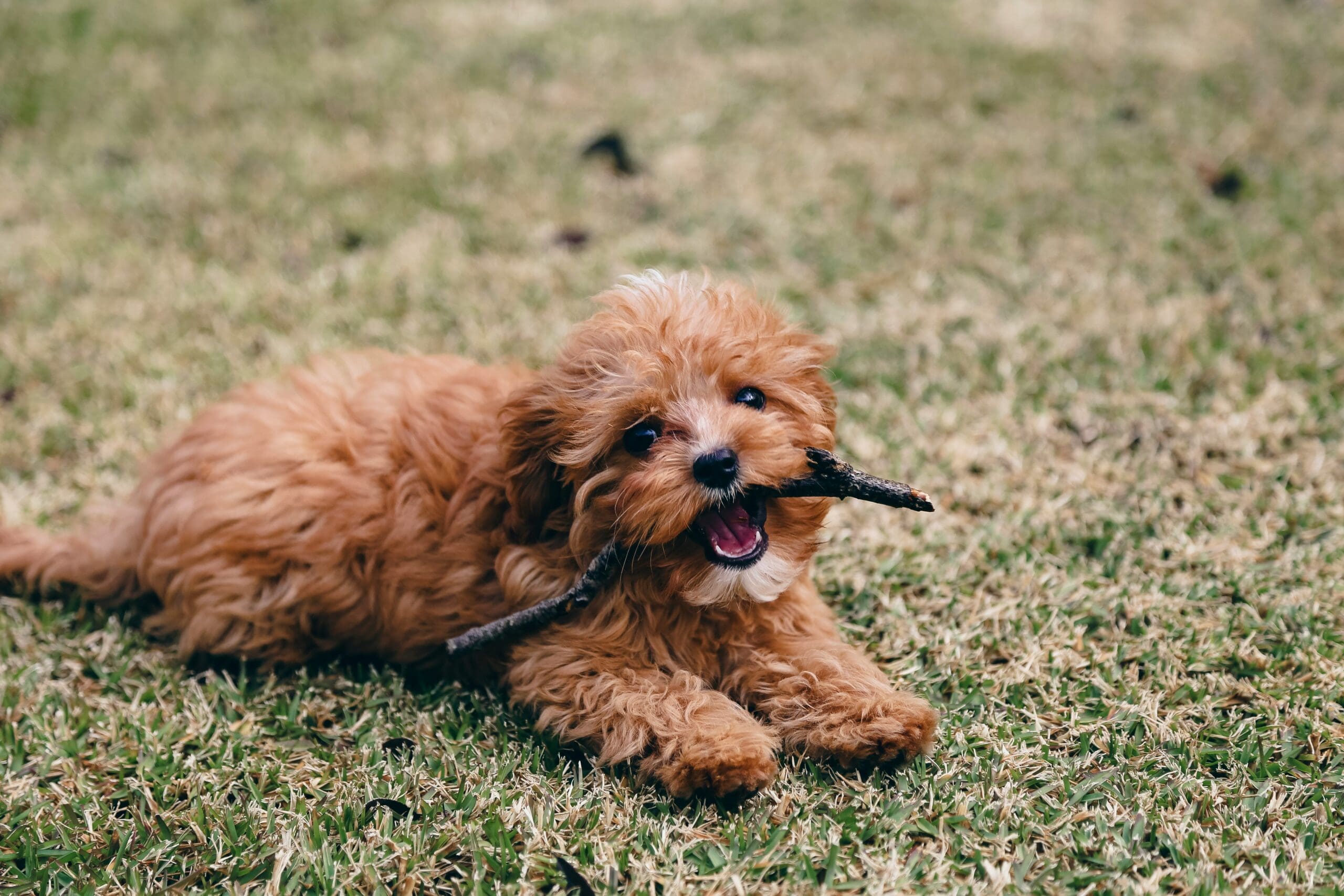 Backyard Safety for Dogs: BBQs, Kids, and Distractions