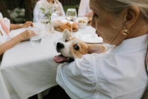 Summer foods for dogs