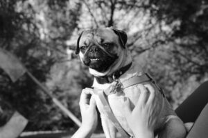 Mastering Loose Leash Walking Before Fall Adventures Begin