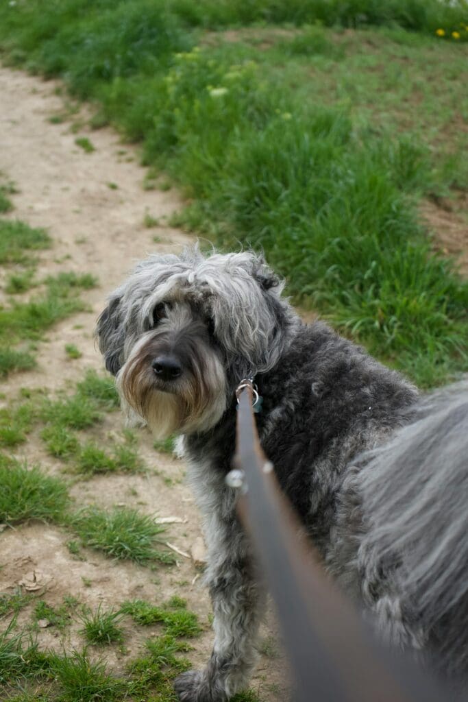 Mastering Loose Leash Walking Before Fall Adventures Begin