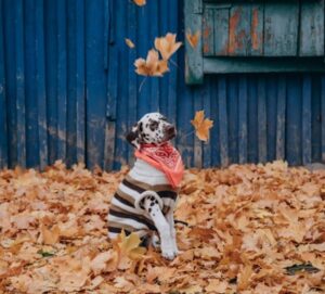 Top 5 Exciting Fall Dog Activities That Reinforce Obedience