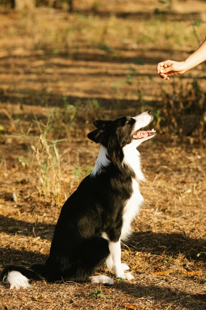 Obedience Training: A Powerful Lifelong Journey
