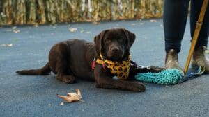 Obedience Training: A Powerful Lifelong Journey