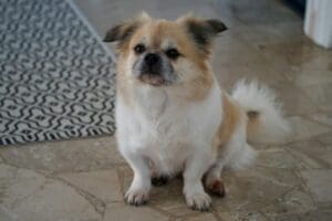 How to Introduce a New Dog and Avoid the Chaos