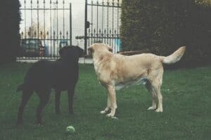 Multi-Dog Success: Expert Training Tips for a Happy Pack