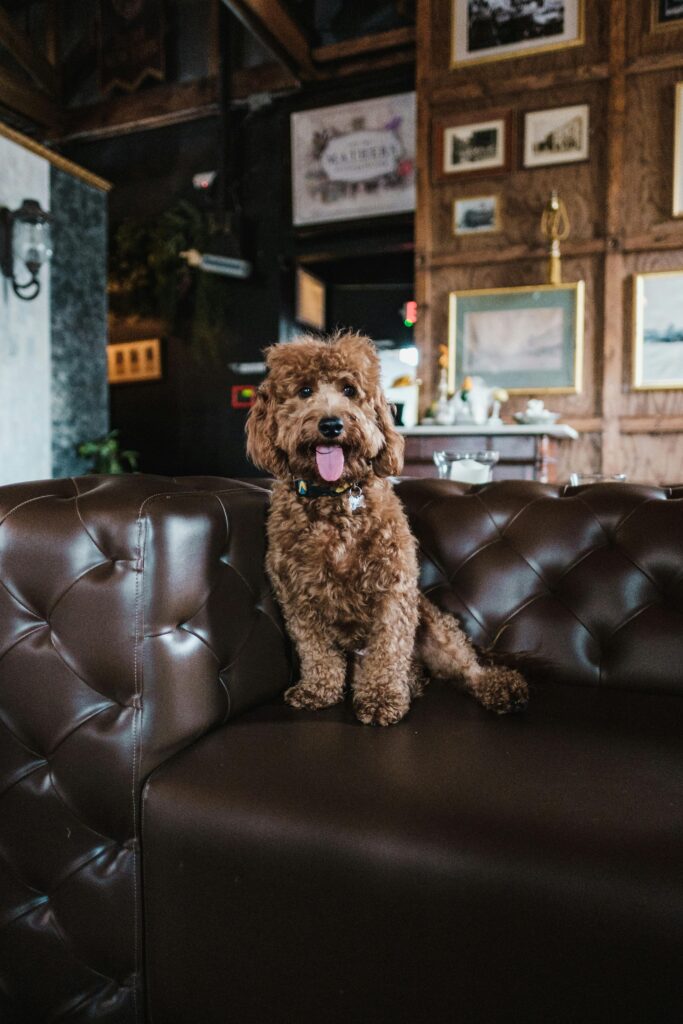 The Gift of Training: Why Obedience Makes the Perfect Present