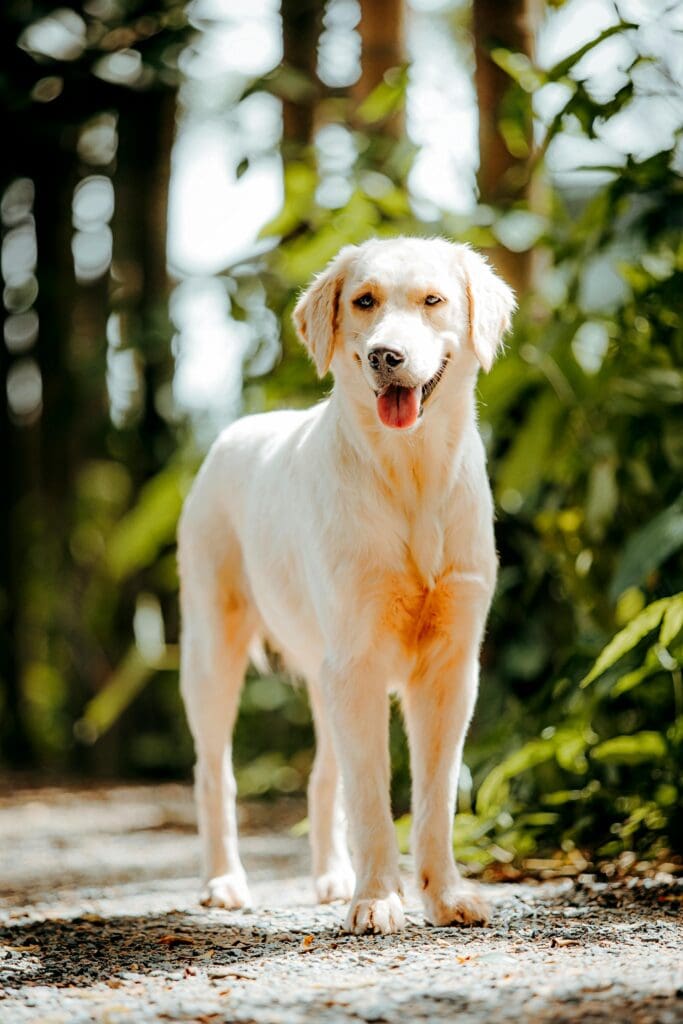 The Complete New Year’s Guide to Successful Training for Your Dog in 2026