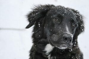 Winter Dog Training: Why Cold Months Are Perfect for Maximum Progress