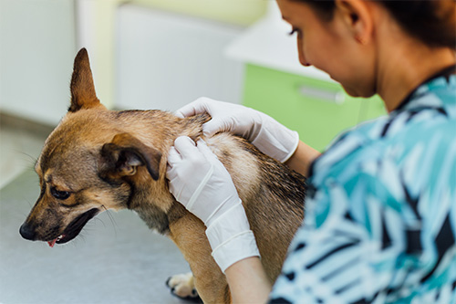 How Professional Training and Veterinary Care Work Together for Better Dog Health