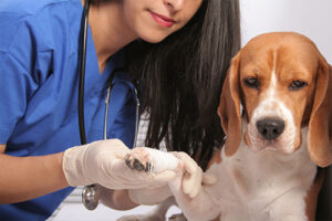 How Professional Training and Veterinary Care Work Together for Better Dog Health