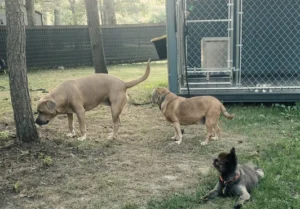 Dog Kennels and Obedience Training, What Responsible Dog Owners Should Know