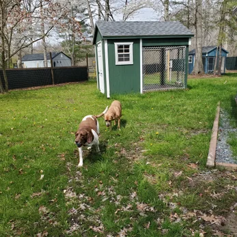 Dog Kennels and Obedience Training, What Responsible Dog Owners Should Know