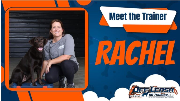 Rachel Moseley Bare — Off Leash K9 Training of Wilmington